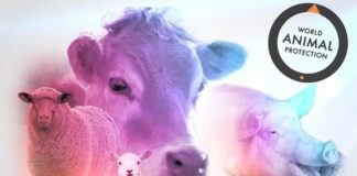 BBFAW 2019 apresenta resultados e Brasil mantém-se estagnado na parte inferior do ranking