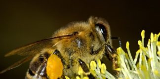 Aplicativo Colmeia Viva previne acidentes com abelhas nas aplicações de defensivos