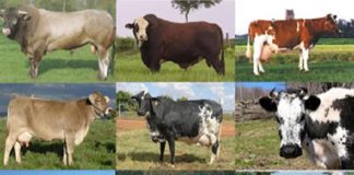 Dia do Boi: aumento de exportações e previsões otimistas marcam comemorações