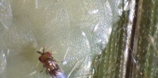 ENTREVISTA – Manejo integrado de pragas e controle biológico contribuem para aumento da rentabilidade do agricultor