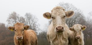 Preços da pecuária e hedge são tema de webinar e livro