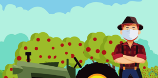 Cartilha orienta produtor sobre colheita em época da Covid-19