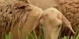 Novas regras para avaliação de produtividade de animais promoverá ganhos genéticos aos rebanhos nacionais