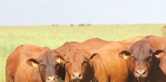 Raça em foco: webinar sobre melhoramento genético do Senepol