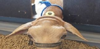 Registro de produtos para a alimentação animal agora é por meio eletrônico