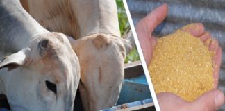 Pesquisa une academia e iniciativa privada com benefícios para nutrição de bovinos de corte