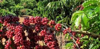 Em 22 de setembro, Conab divulga safra de café