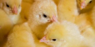 Cuidados na fase inicial ditam desempenho ao longo da vida das aves