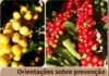 Cartilha orienta sobre prevenção ao coronavírus durante a colheita do café