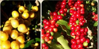 Cartilha orienta sobre prevenção ao coronavírus durante a colheita do café