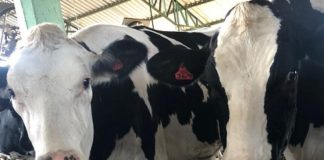 Produzir a dieta do rebanho na fazenda pode ser aliado do produtor para redução dos custos, aponta zootecnista