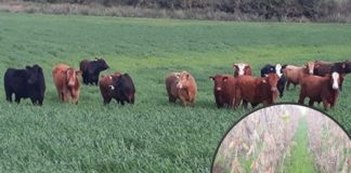 DESTAQUE – Experimento em ILP com participação da UFRGS apresenta resultados estimulantes