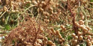 Zarcs do amendoim e do consórcio milho com braquiária foram publicados pelo Mapa