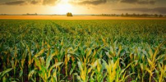 MILHO – Agroquímicos movimentaram US$ 312 mi e plantio de sementes Bt+RR cresceu 4%, informa consultoria