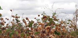 Polímero colorido para sementes de algodão chega ao mercado brasileiro