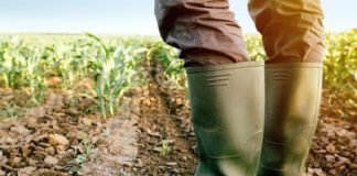 Conab inicia fiscalização de operações do Proagro a partir da Região Sul