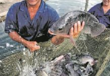 Coreia do Sul abre mercado para peixe de cultivo brasileiro