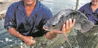 Coreia do Sul abre mercado para peixe de cultivo brasileiro