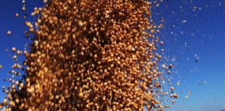 Conab acompanha estimativa de produção recorde de grãos de 271,7 milhões de toneladas