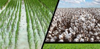 Feijão primeira safra, arroz e algodão: publicado Zarc