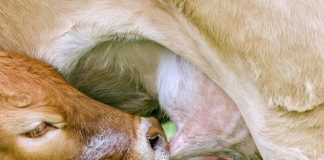 Celular pode ser ferramenta do produtor no controle da mastite