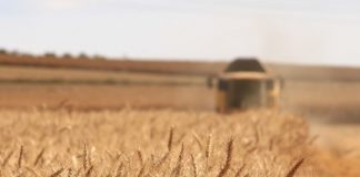 Aspectos fitossanitários desafiam a produtividade do trigo no Brasil