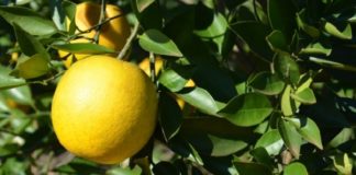 Aplicação de biológicos para tratamento de sementes e combate ao Greening