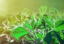 Disparada do dólar favorece biológicos e gera oportunidades para desenvolvimento do setor