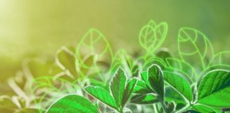 Disparada do dólar favorece biológicos e gera oportunidades para desenvolvimento do setor