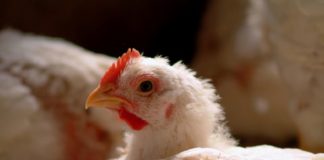 Especialistas internacionais apresentam casos de sucesso de redução de uso de antibióticos em aves