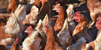 AGPFree exige plano de estratégico por tipo de produção, garante nutricionista de aves