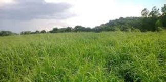 Cultivar forrageira voltada à Região Sul: novidade da Matsuda