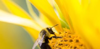 DESTAQUE – Movimento Colmeia Viva lança site e usa redes sociais na interação com agricultores e apicultores