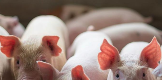 Doenças respiratórias em aves e suínos podem ser prevenidas por nebulização