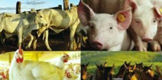 Mapa comemora 1.000 registros no Sipeagro