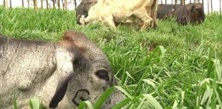 Benefícios do planejamento nutricional para o rebanho