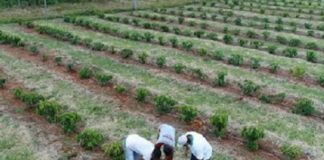 Novo fertilizante pretende otimizar trabalho do cafeicultor