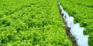 Variedade de alface rústica gera ganhos a produtor fluminense