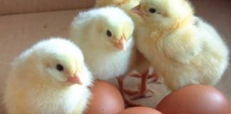 Adsorvente de micotoxinas à dieta melhora desempenho de frangos de corte