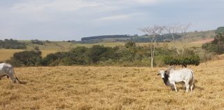 Manejo nutricional é a chave para o período de seca, alerta veterinário