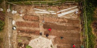 Agrofloresta: produção de alimentos associada à conservação florestal, com benefícios econômicos e ecológicos