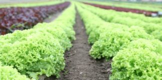 ARTIGO – A importante gestão de fornecedores na cadeia de hortifruti