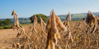 Fórum Nacional de Máxima Produtividade de Soja: CESB revela sojicultores mais produtivos do Brasil
