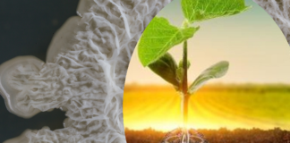 Biodefensivo eleva produtividade de soja em 2,4 sacas/ha