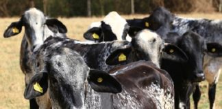 Selo chancela leilões Girolando