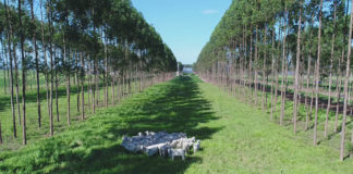 Solução tecnológica para mensuração de sustentabilidade ambiental no campo será apresentada em evento da ONU/PNUMA