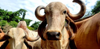 Instrução Normativa com diretrizes gerais para a vigilância da febre aftosa entra em vigor em 3 de agosto