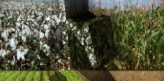 Criado canal anônimo para denúncia de venda casada no crédito agrícola