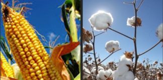 Conab divulga monitoramento das lavouras nas regiões de Matopiba e Sealba