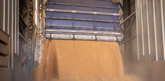 PODCAST- 7º episódio do TBIO em Campo trata da qualidade do trigo nacional, da lavoura ao moinho